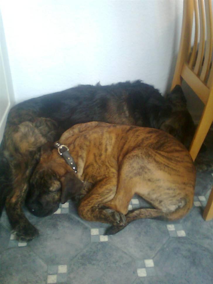 Boerboel Tezza - Zzzz....har leget med min bedste ven HELE dagen...det hårdt!!! billede 3