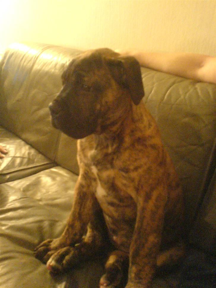 Boerboel Tezza - 3 mdr. gammel  billede 4