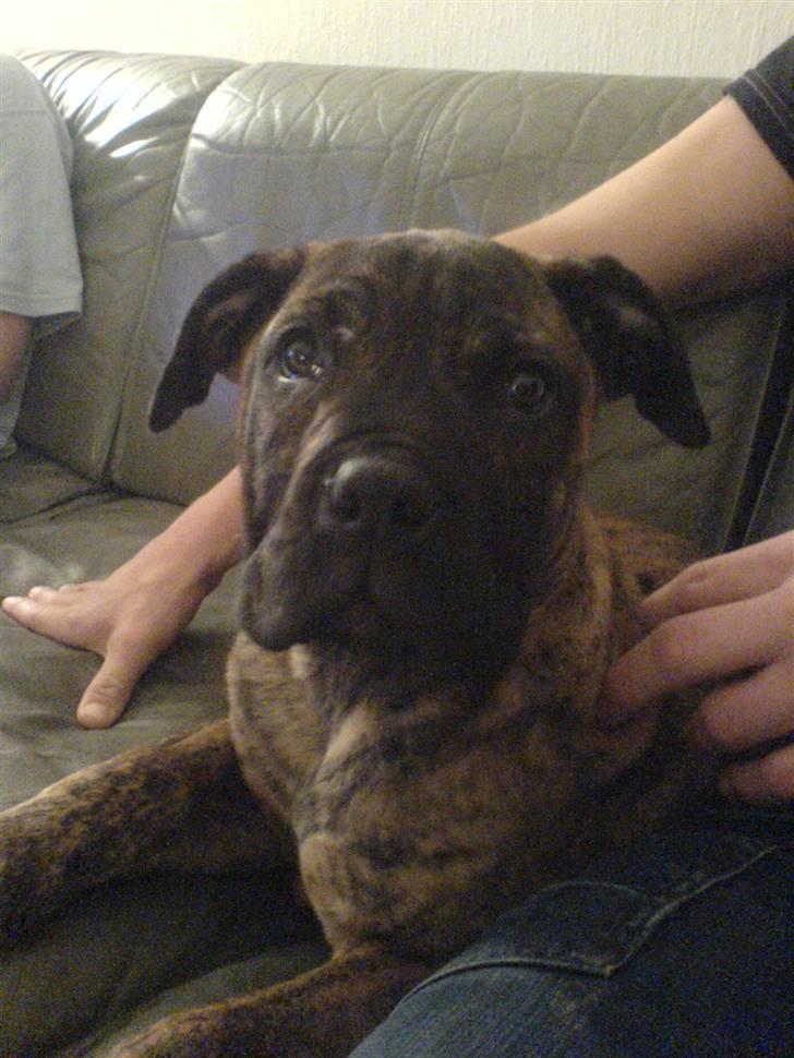 Boerboel Tezza - 3 mdr. billede 5