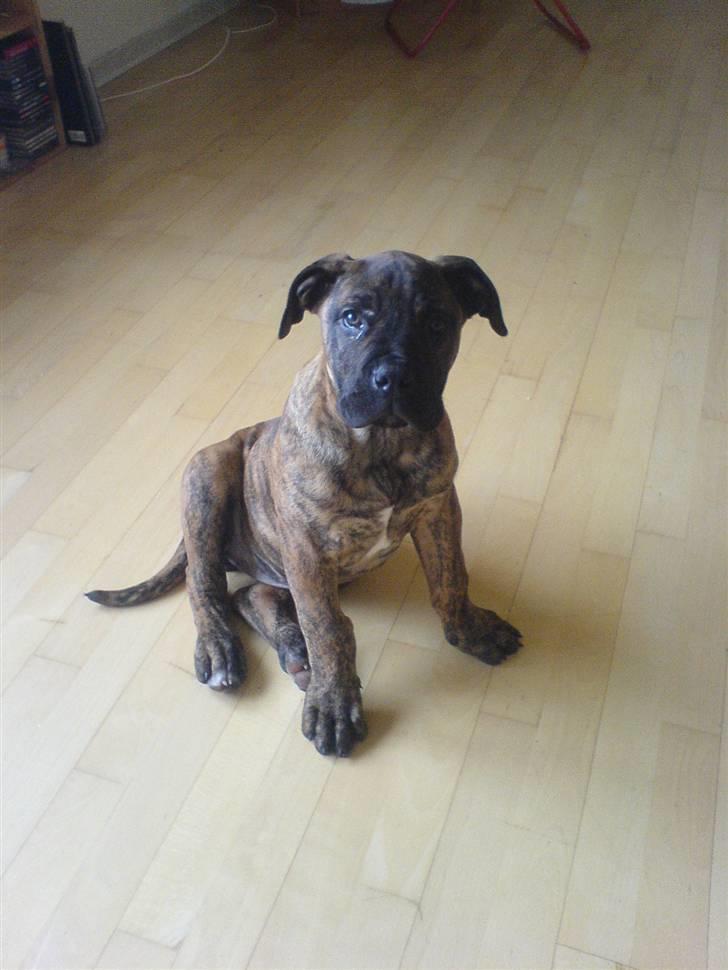 Boerboel Tezza - 3 mdr. og STOR og FARLIG... ;-) billede 6