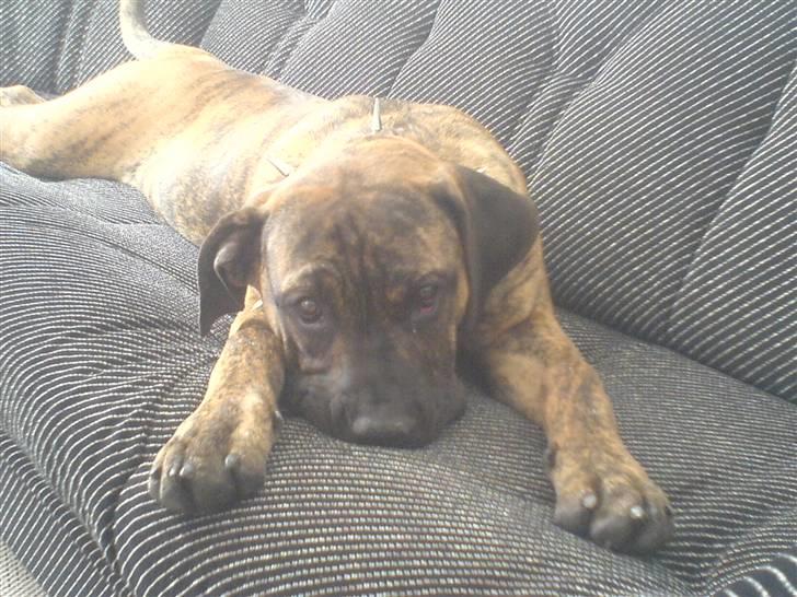 Boerboel Tezza - Nyt Halsbånd- Gider ikke det her FOTO-TIS!! billede 7