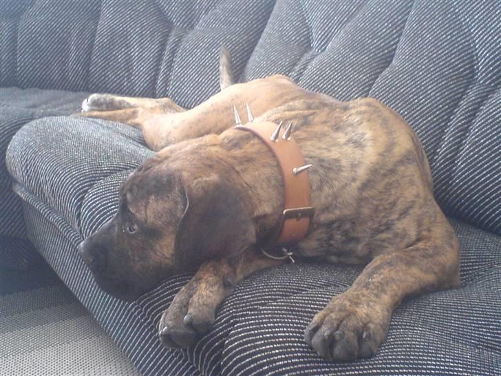 Boerboel Tezza - Nyt Halsbånd- Føler bare ikke for det... billede 8