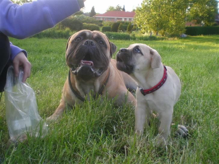 Bullmastiff Vera billede 6
