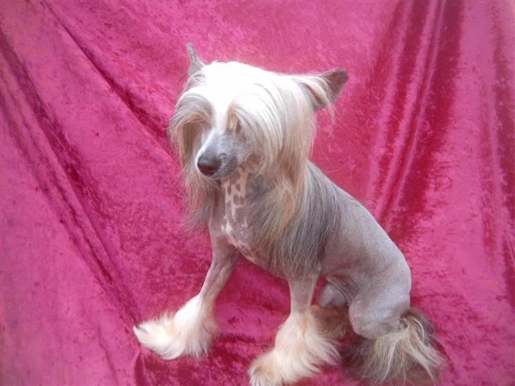 Chinese crested hårløs Wendy Rosa Thea billede 10