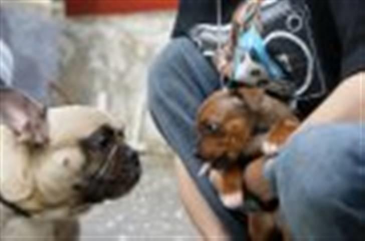 Fransk bulldog Pumba billede 19