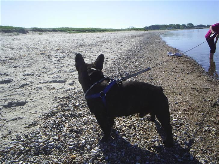 Fransk bulldog THORKILD SOLGT billede 15