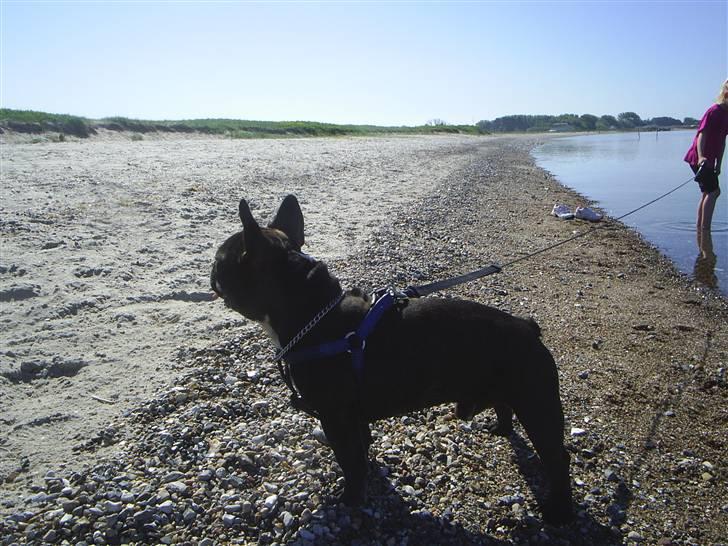 Fransk bulldog THORKILD SOLGT billede 16