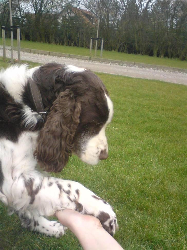 Engelsk springer spaniel Lady (Mary Pickford) billede 13