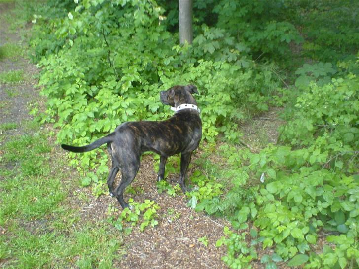 Amerikansk staffordshire terrier sui billede 11