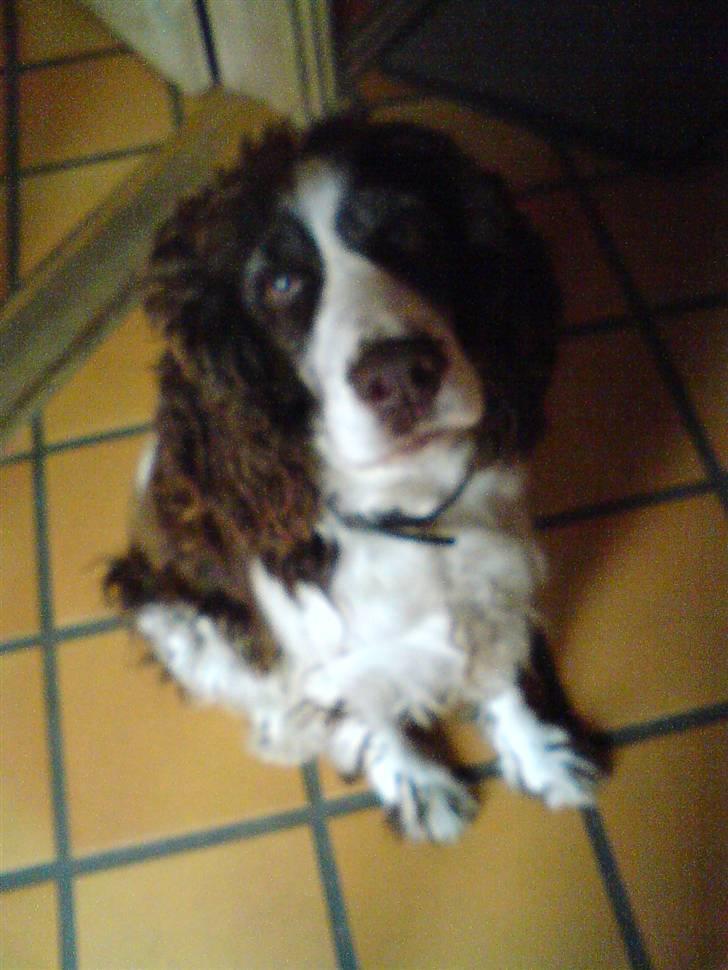 Engelsk springer spaniel Lady (Mary Pickford) billede 14