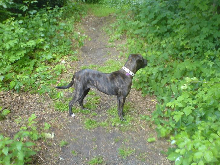 Amerikansk staffordshire terrier sui - f*** hvor er hun bar dejlig <3 billede 12