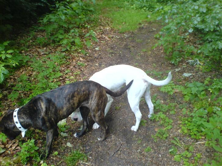 Amerikansk staffordshire terrier sui - tror de har fundet noget der dufter godt:D? billede 13