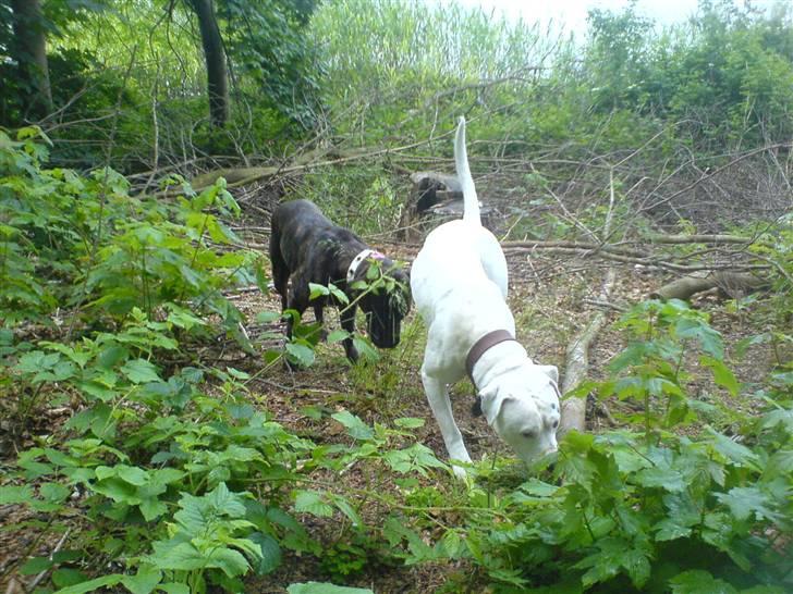 Amerikansk staffordshire terrier sui - igen noget der dufter godt tror jeg:P billede 14