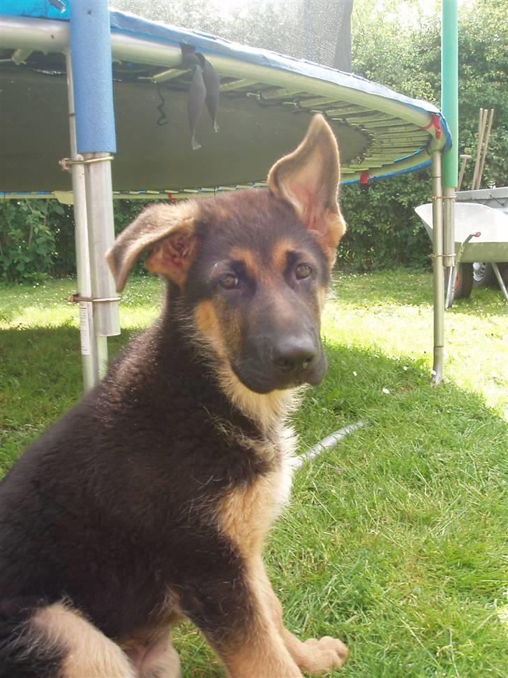 Schæferhund - "Bjarli oliver" - King - Stor dreng - 13 uger i dag... billede 5