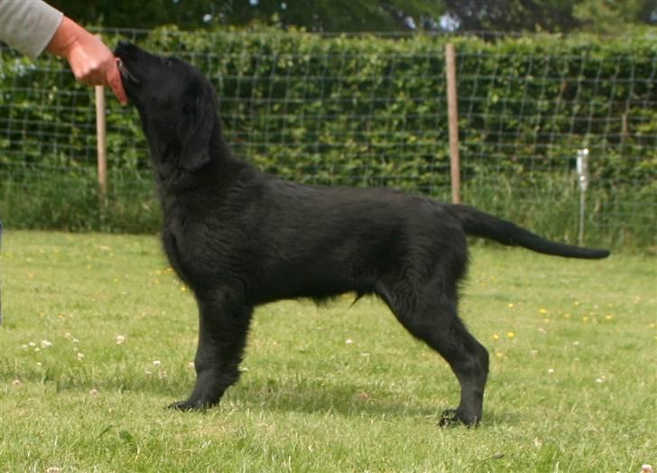 Flat coated retriever Bailey - 14 uger billede 7
