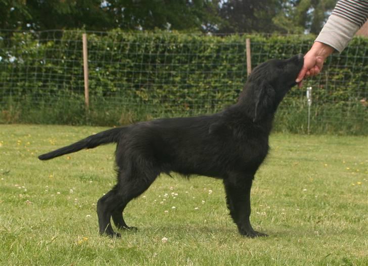 Flat coated retriever Bailey - 14 uger billede 8