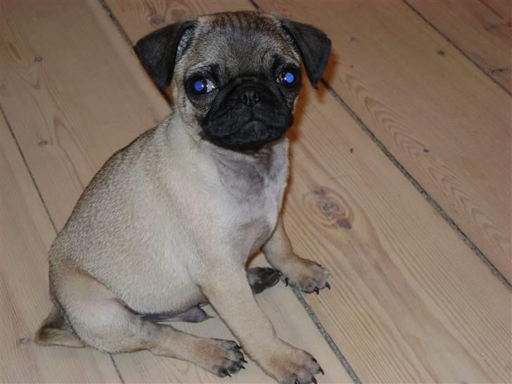 Mops Lukky  - Lukky 12uger 1,5kg :)  - fået lidt hvalpe mave  billede 6