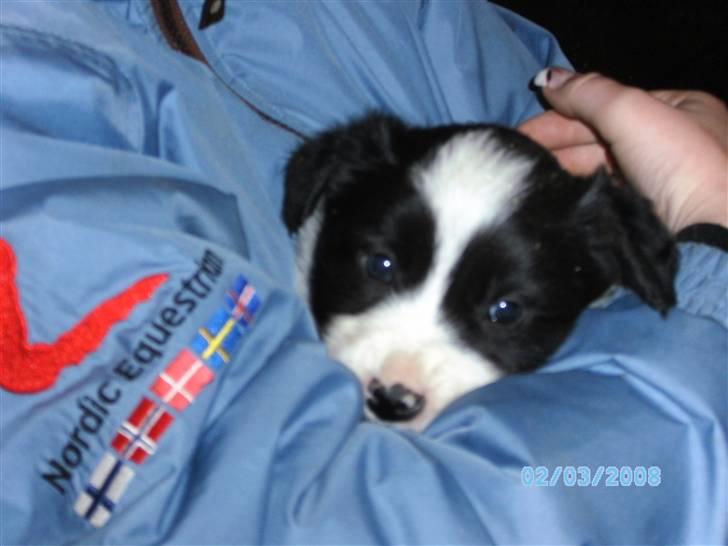 Border collie Alto - på besøg ved alto første gang billede 1