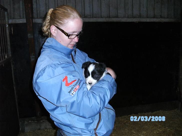 Border collie Alto - besøg billede 2