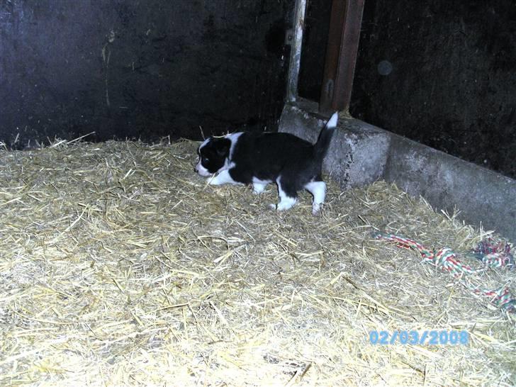 Border collie Alto - alto hvor han er født billede 3