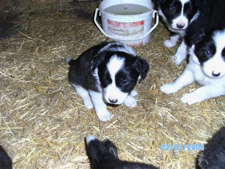 Border collie Alto - alto hvor han er født billede 4