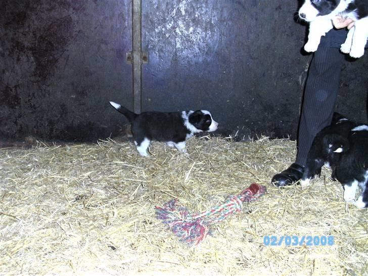 Border collie Alto - alto hvor han er født billede 5