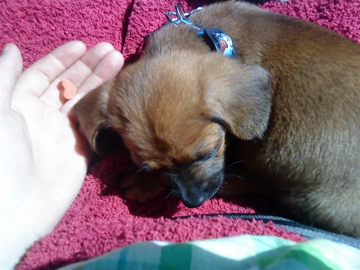 Blanding af racer Felix <3  billede 3