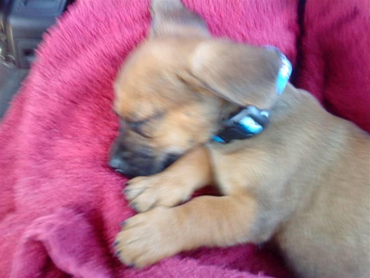 Blanding af racer Felix <3  billede 4