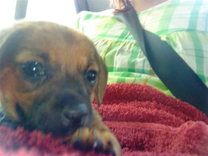 Blanding af racer Felix <3  billede 5