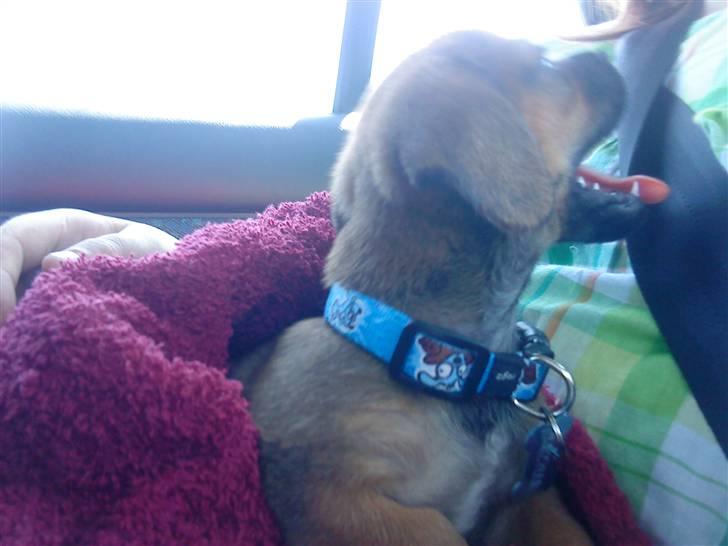 Blanding af racer Felix <3  billede 6