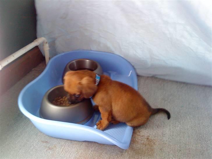 Blanding af racer Felix <3  billede 7