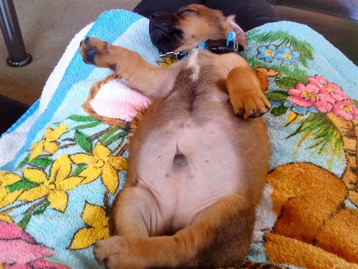 Blanding af racer Felix <3  billede 8