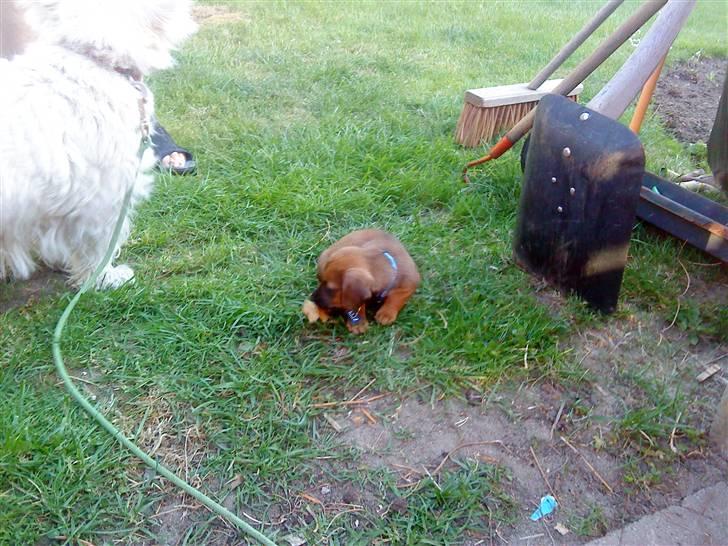 Blanding af racer Felix <3  billede 9