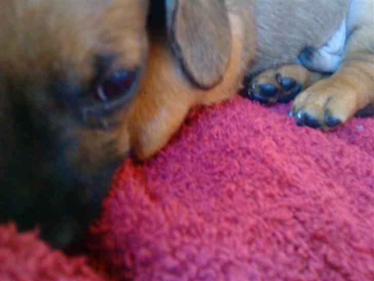 Blanding af racer Felix <3  billede 10