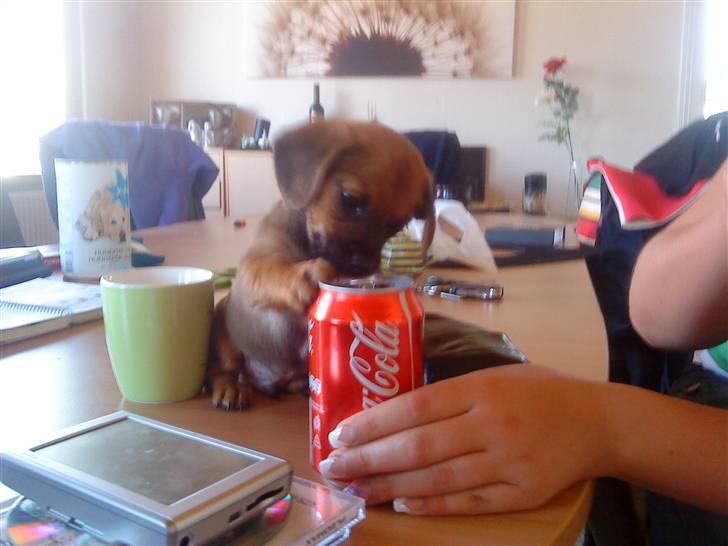 Blanding af racer Felix <3  billede 11