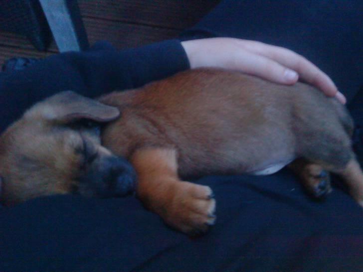 Blanding af racer Felix <3  billede 12