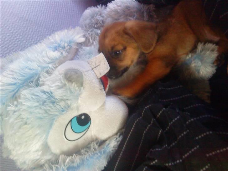 Blanding af racer Felix <3  billede 13