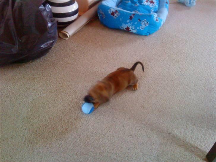 Blanding af racer Felix <3  billede 14