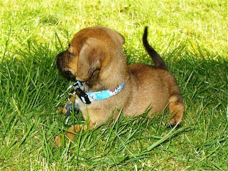 Blanding af racer Felix <3  billede 15