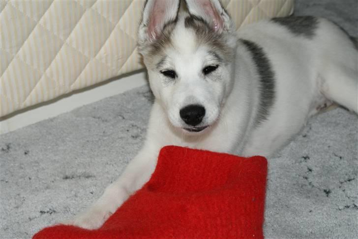 Alaskan husky Mischa billede 2