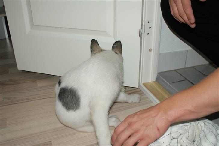 Alaskan husky Mischa billede 3