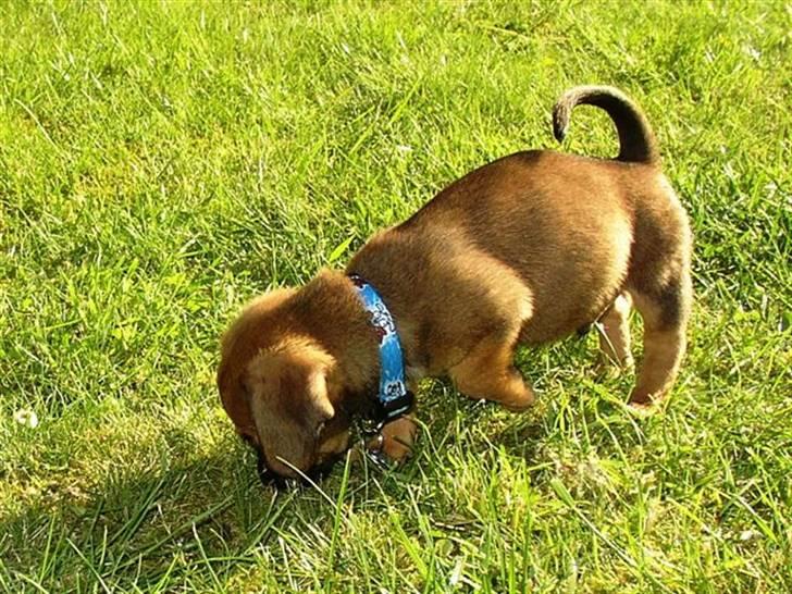 Blanding af racer Felix <3  billede 16