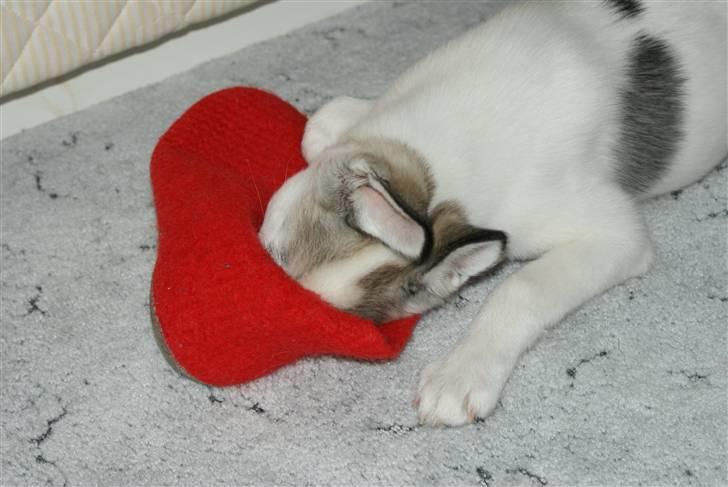 Alaskan husky Mischa billede 5