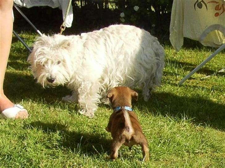 Blanding af racer Felix <3  billede 17