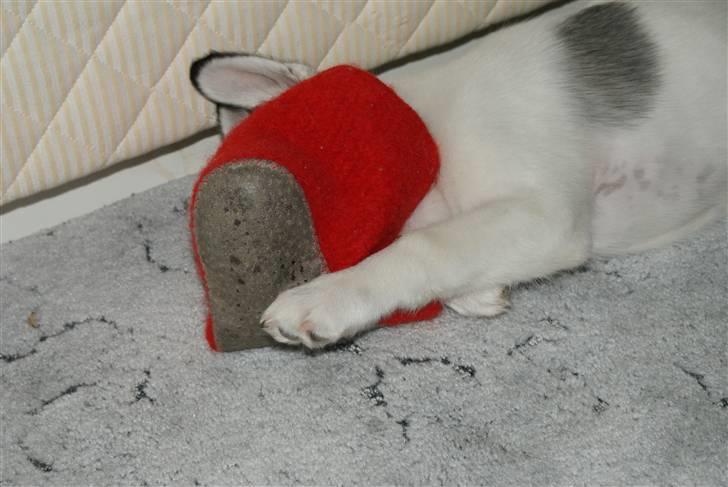 Alaskan husky Mischa billede 6