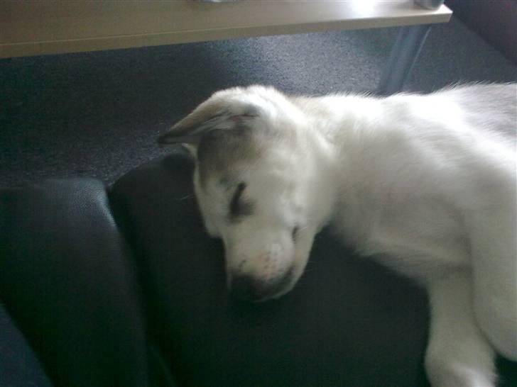 Alaskan husky Mischa billede 7