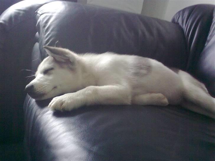 Alaskan husky Mischa billede 9