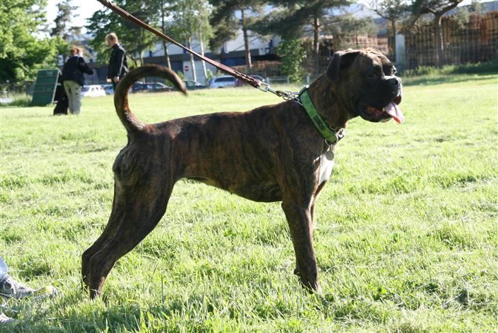 Boxer Roma billede 18