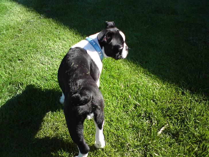 Fransk bulldog King  billede 16