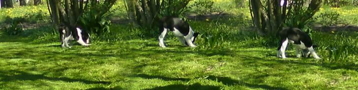 Fransk bulldog King  billede 17